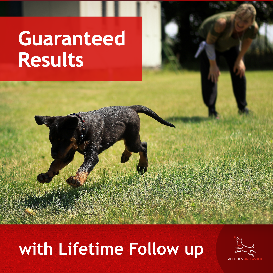 All Dogs Unleashed Facebook ad