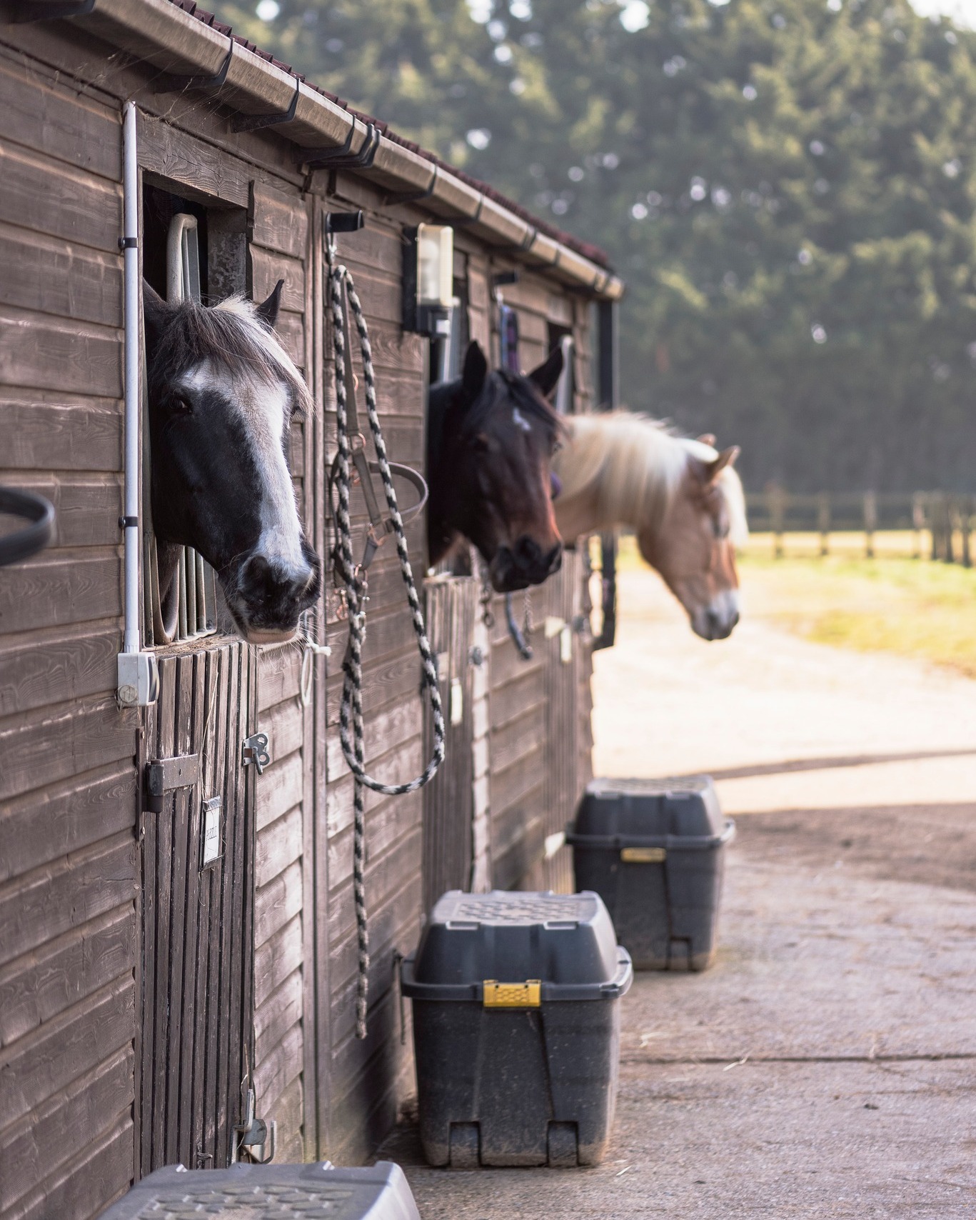 Horse Herbs Facebook ad
