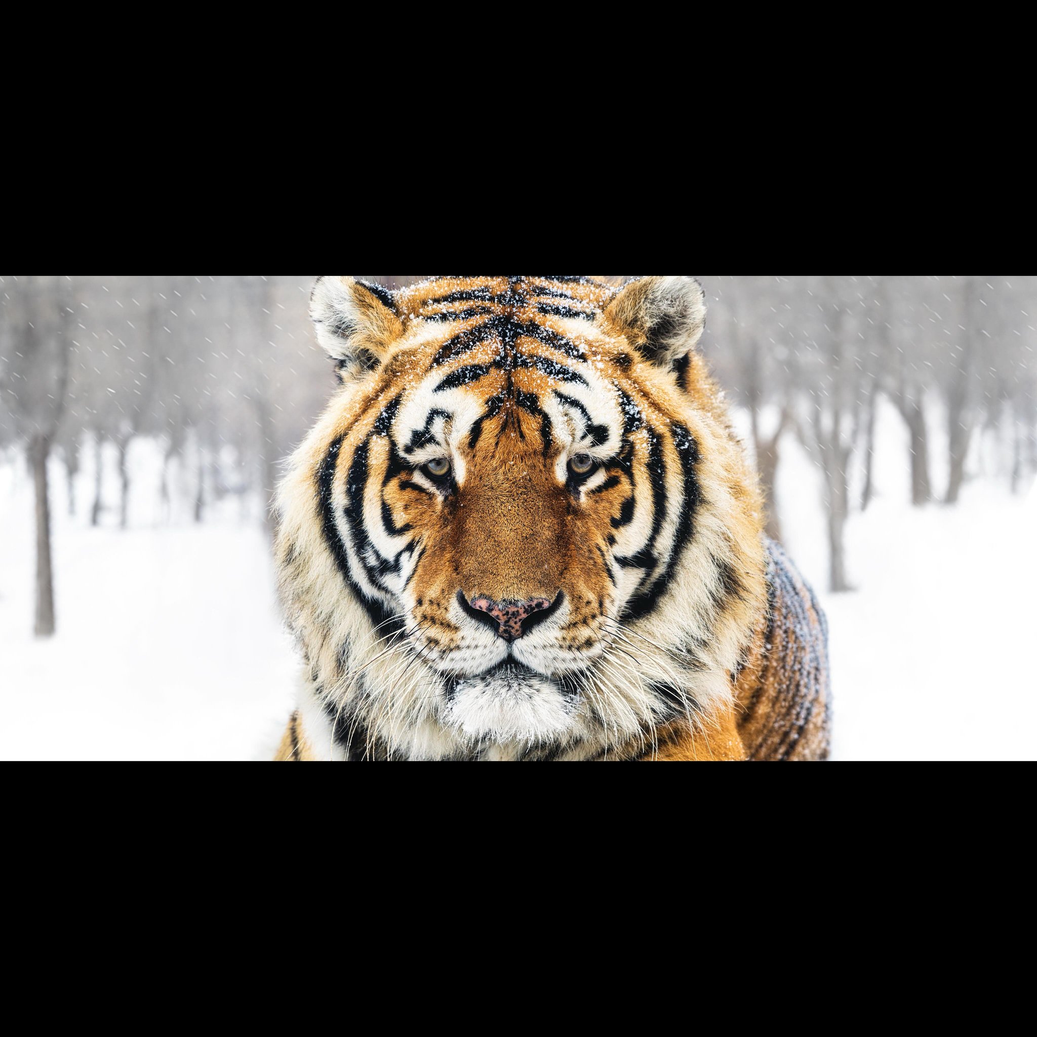 David Yarrow Photography Facebook ad