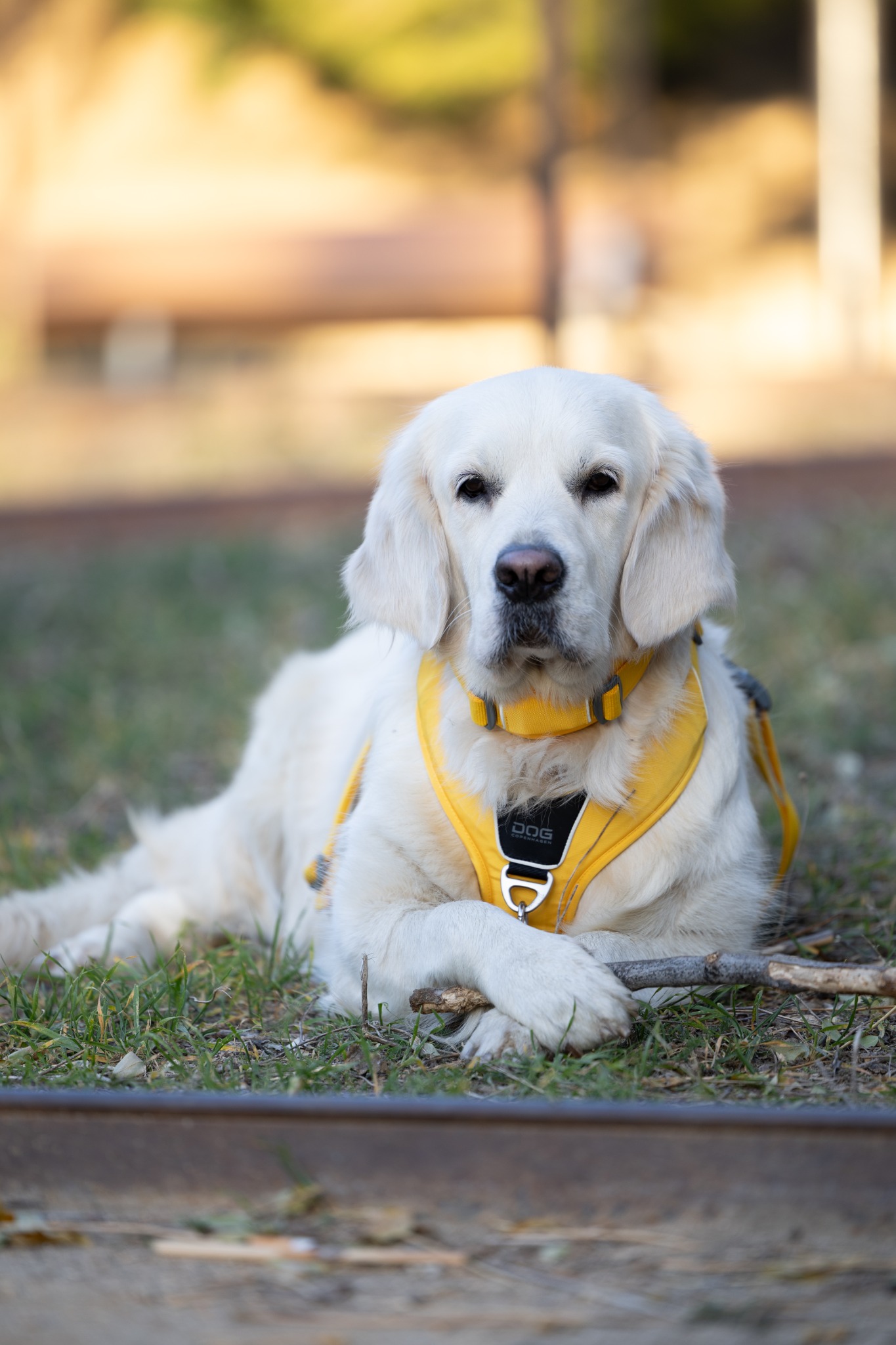 DOG Copenhagen Facebook ad: Find den rette sele til din hund