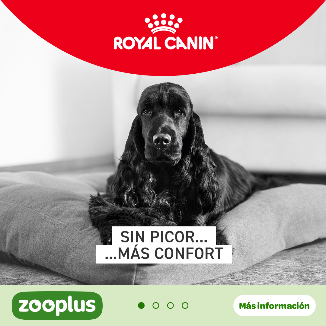 zooplus Facebook ad: Especialmente formulada para satisfacer las necesidades…