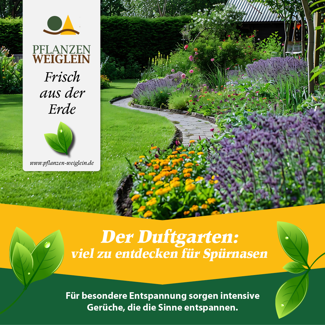 Pflanzen Weiglein Facebook ad