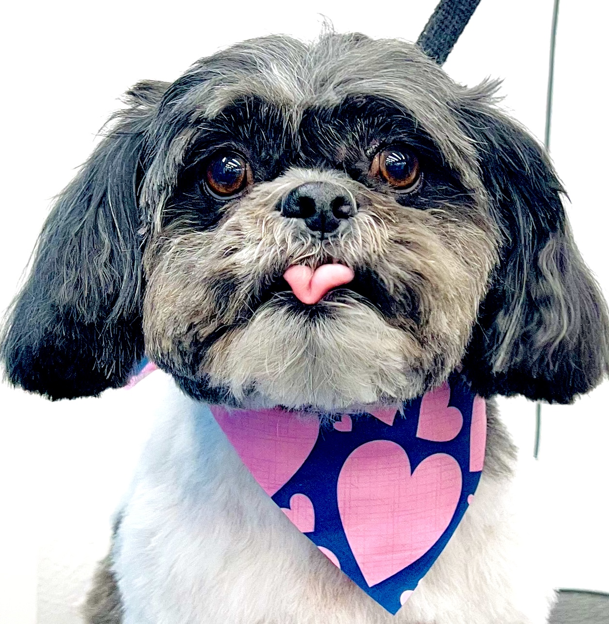 Diva Doggies Facebook ad