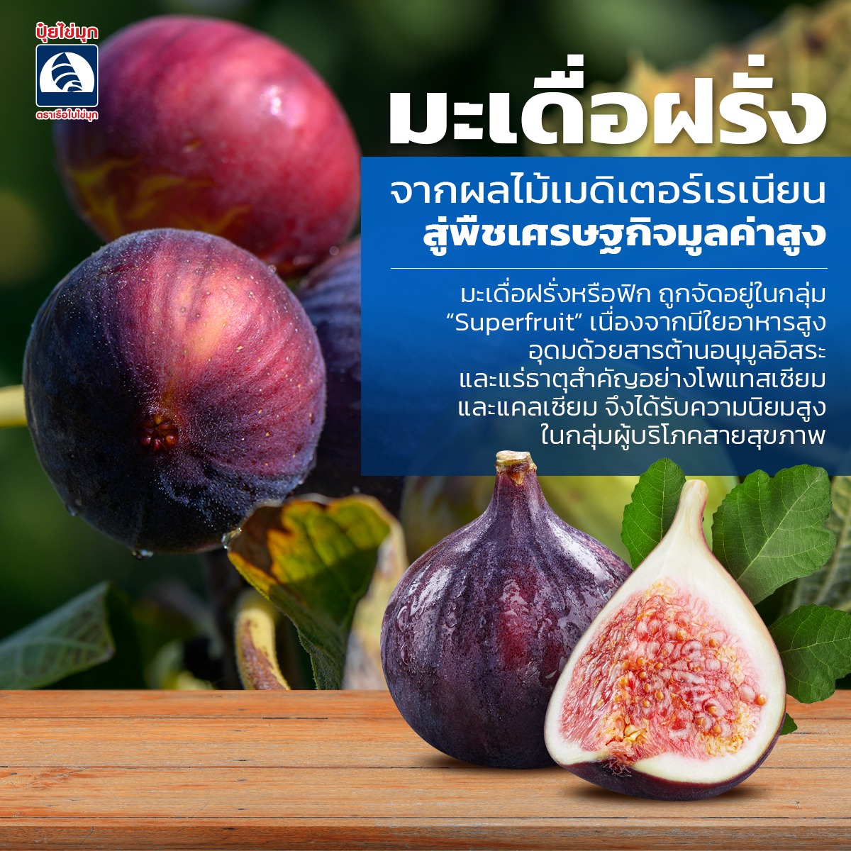 ปุ๋ยไข่มุก เกษตรพันล้าน Facebook ad: มะเดื่อฝรั่ง (Ficus carica) หรือ ฟิก (Fig)…