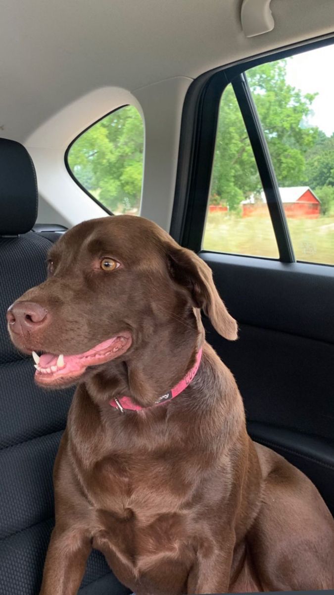 Mary jane Facebook ad: Read If You Own a Dog