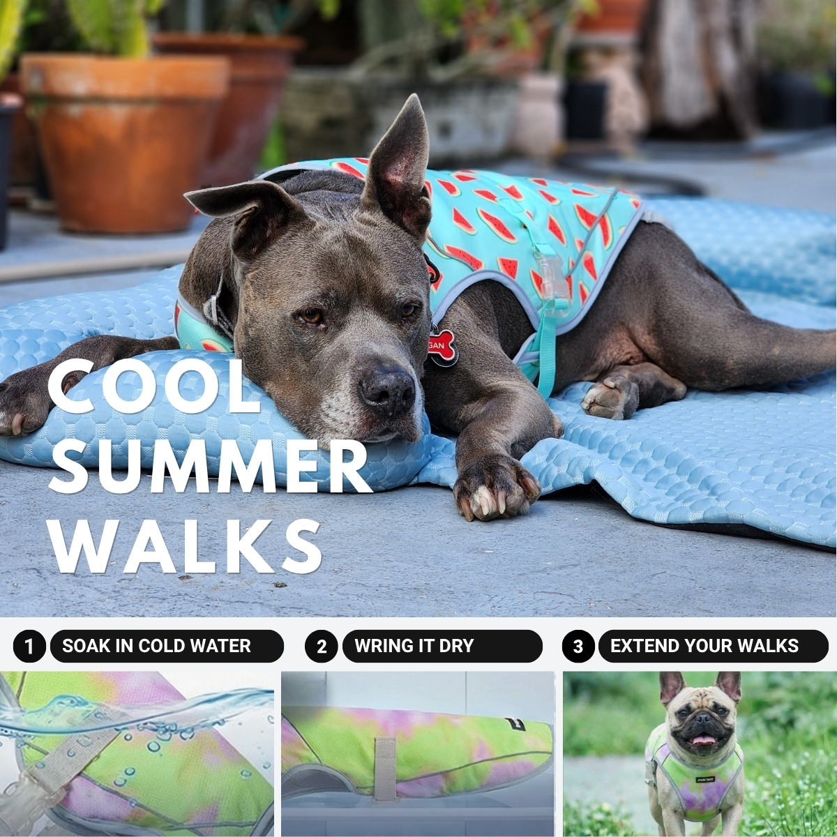 Spark Paws Facebook ad