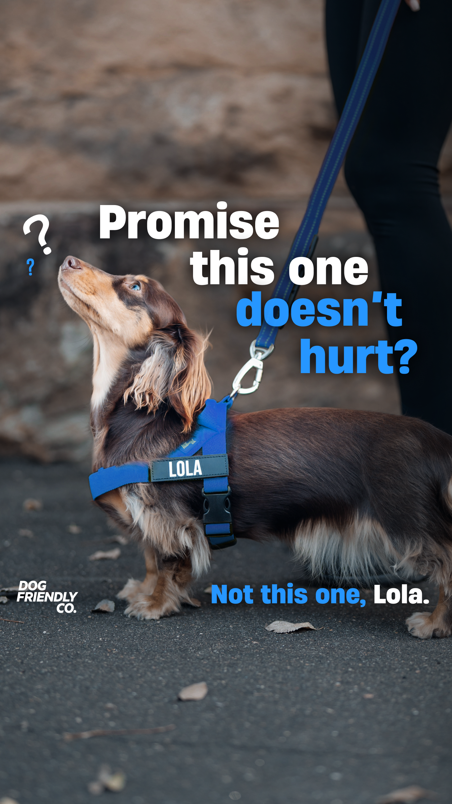 Dog Friendly Co. Facebook ad: Rated #1 By Dog Owners