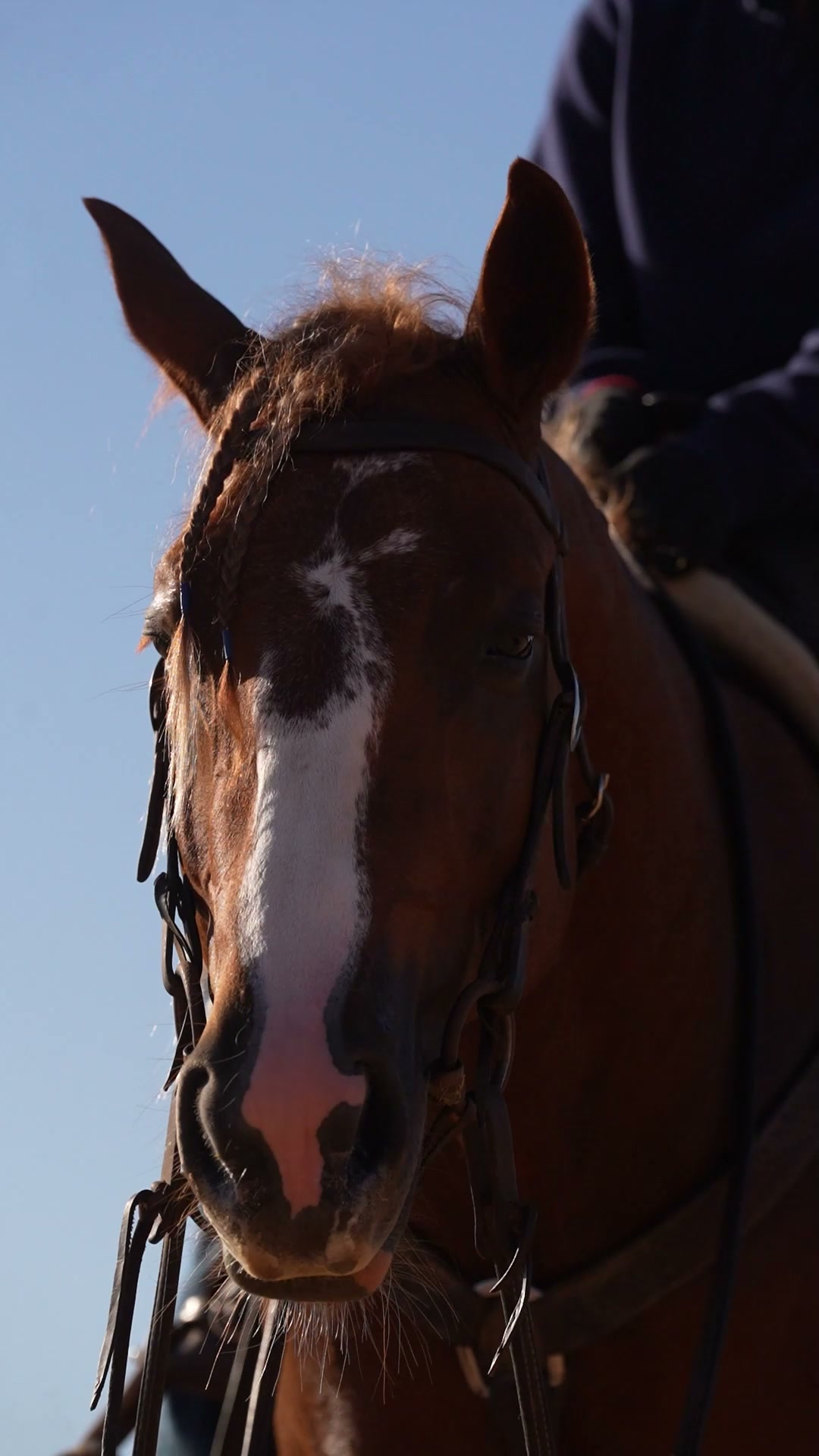 Bluebonnet Facebook ad: Real horse. Real owner. Real results.