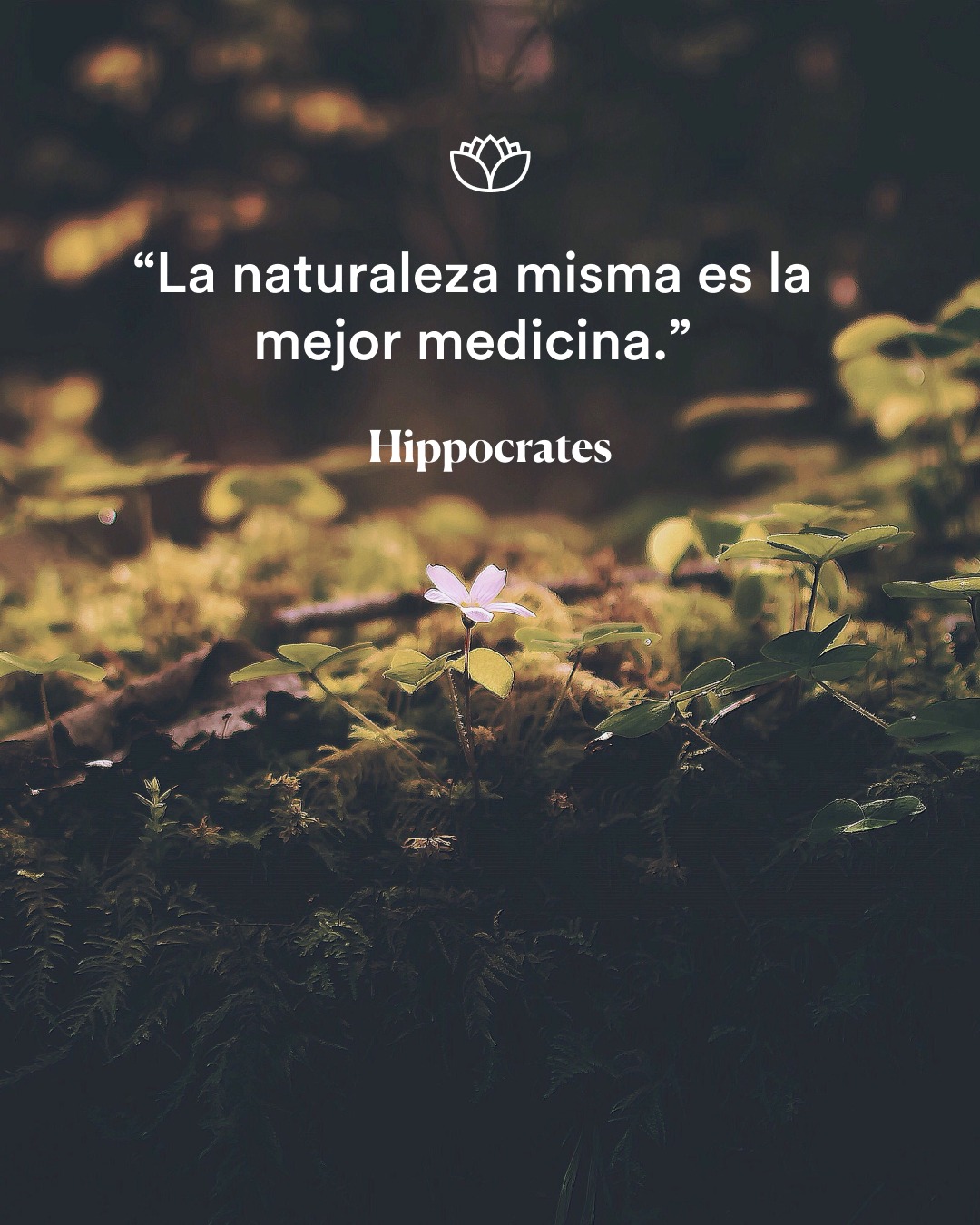 Scholistico Español Facebook ad