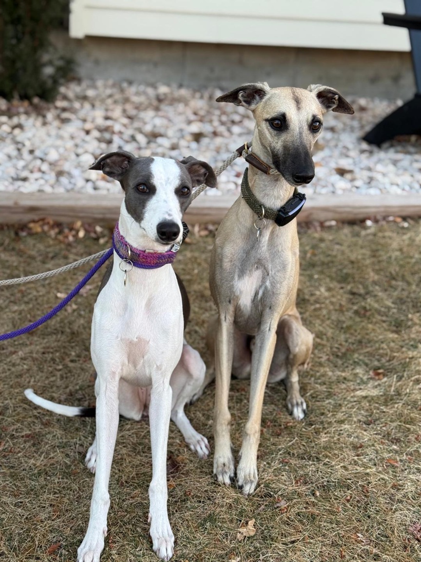 Front Range K9 Academy Facebook ad: Front Range K9 Academy - NoCo Dog Trainer