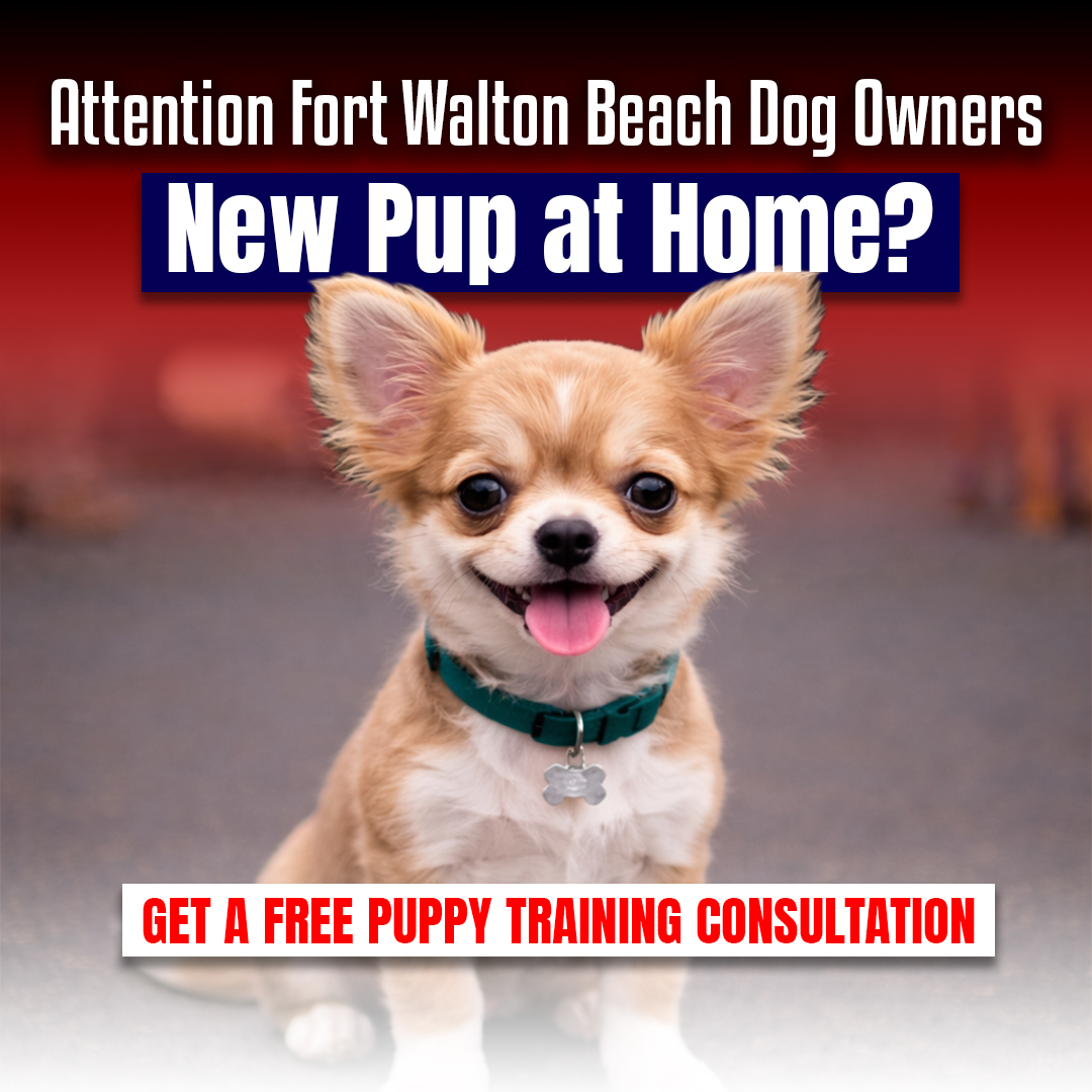 BTS K9 Dog Training Facebook ad