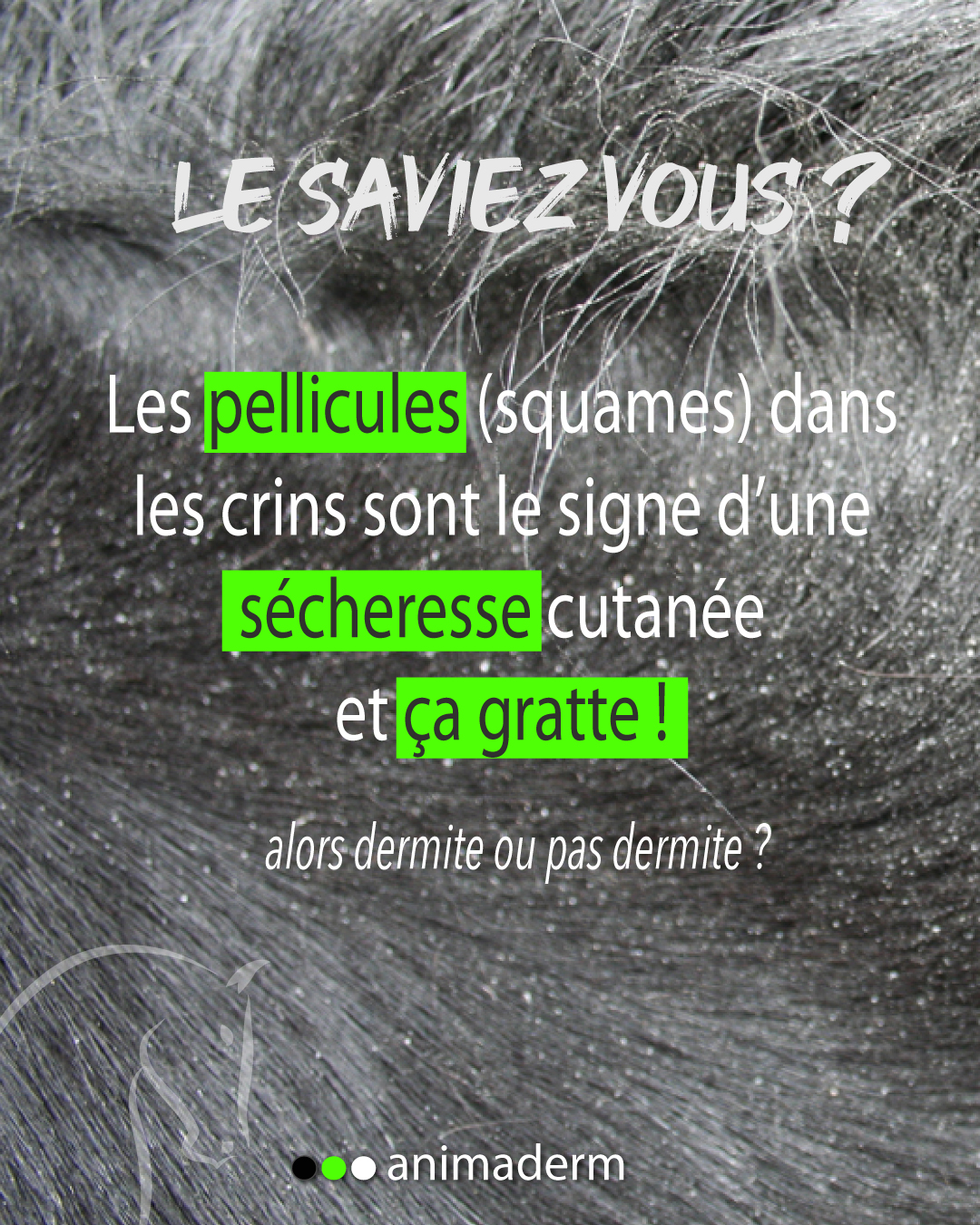 Animaderm-derfen Facebook ad: Démangeaisons du cheval, épidermatologie équine
