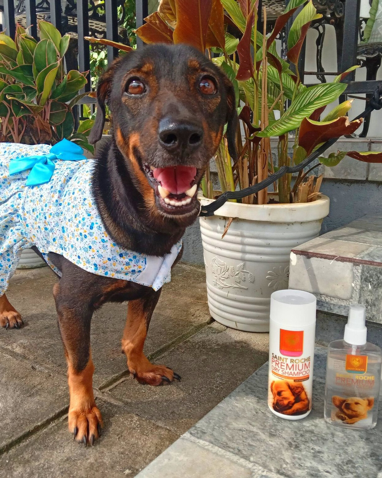 Saint Roche Premium Dog Shampoo Facebook ad