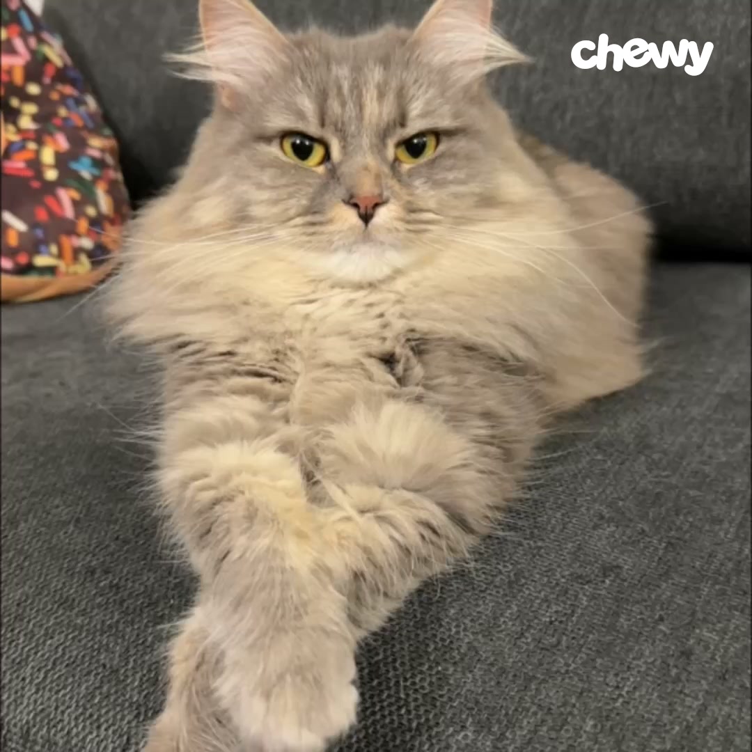 Chewy Facebook ad: A feast fit for a queen