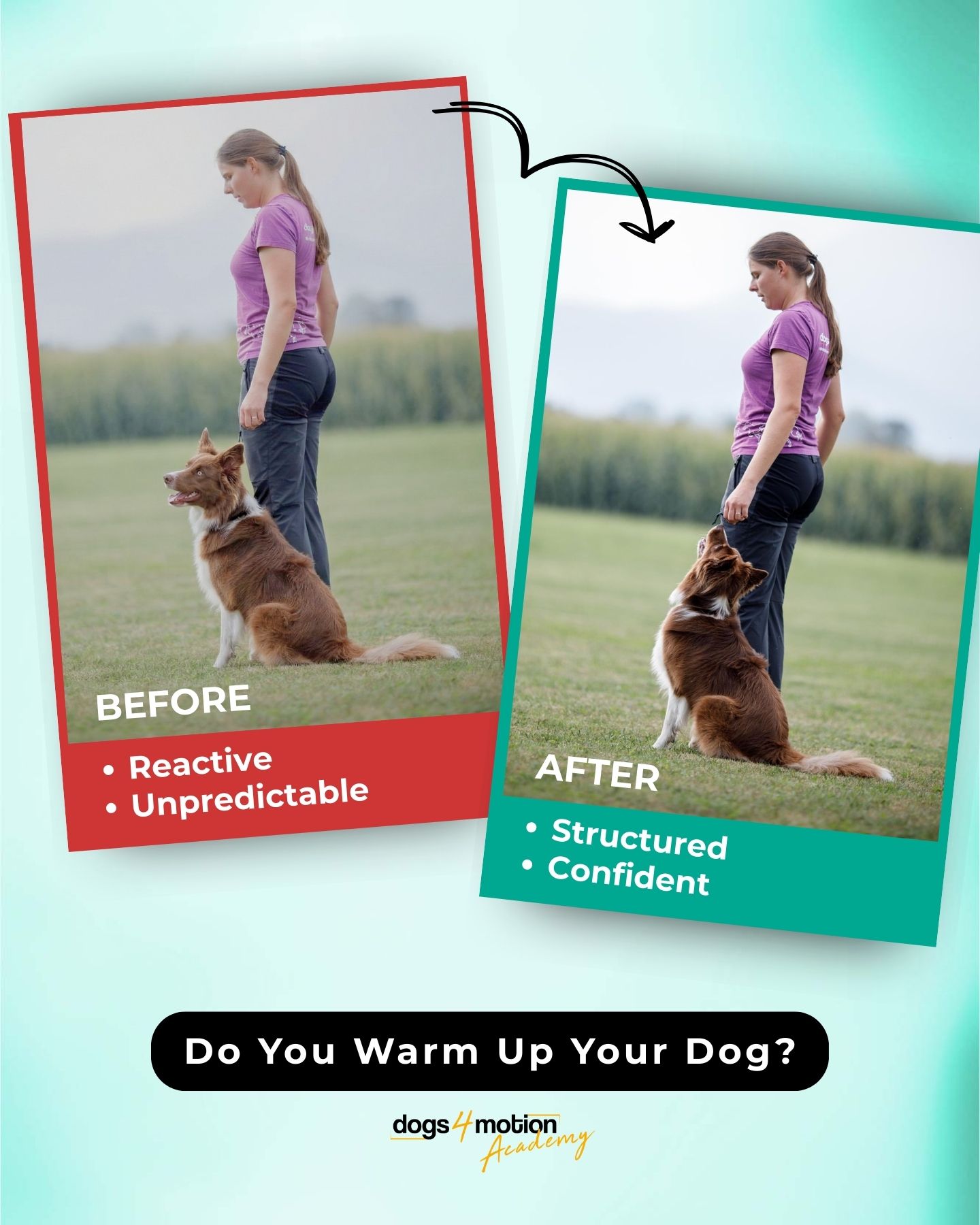 Dogs4motion Academy for active dogs Facebook ad