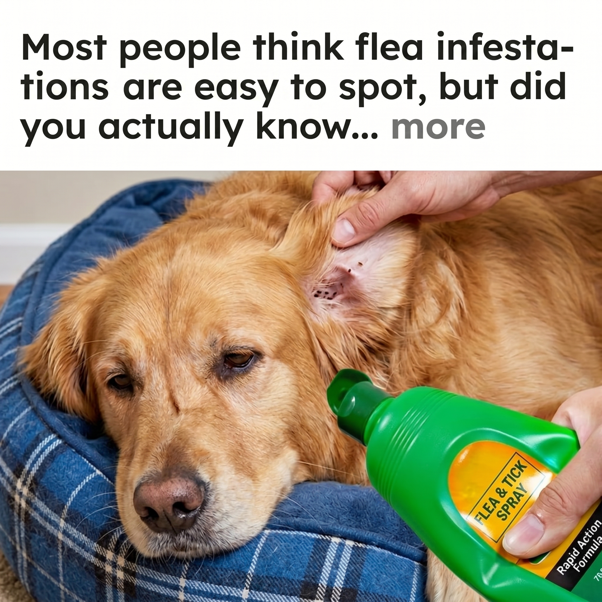 We Hate Pests Facebook ad
