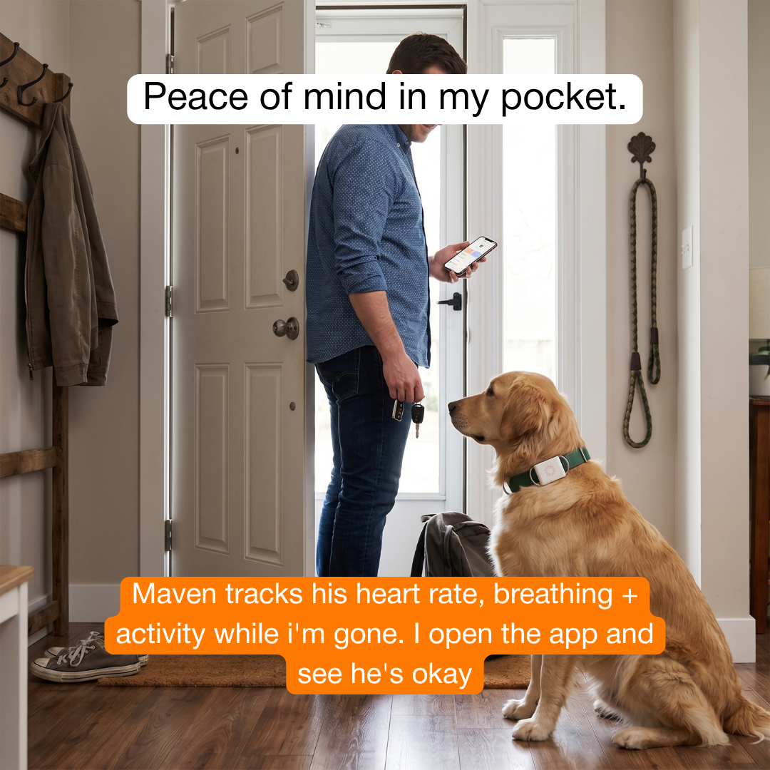 Maven Pet Facebook ad