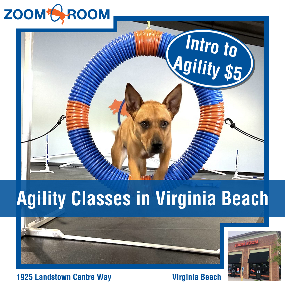 Zoom Room Dog Training Facebook ad