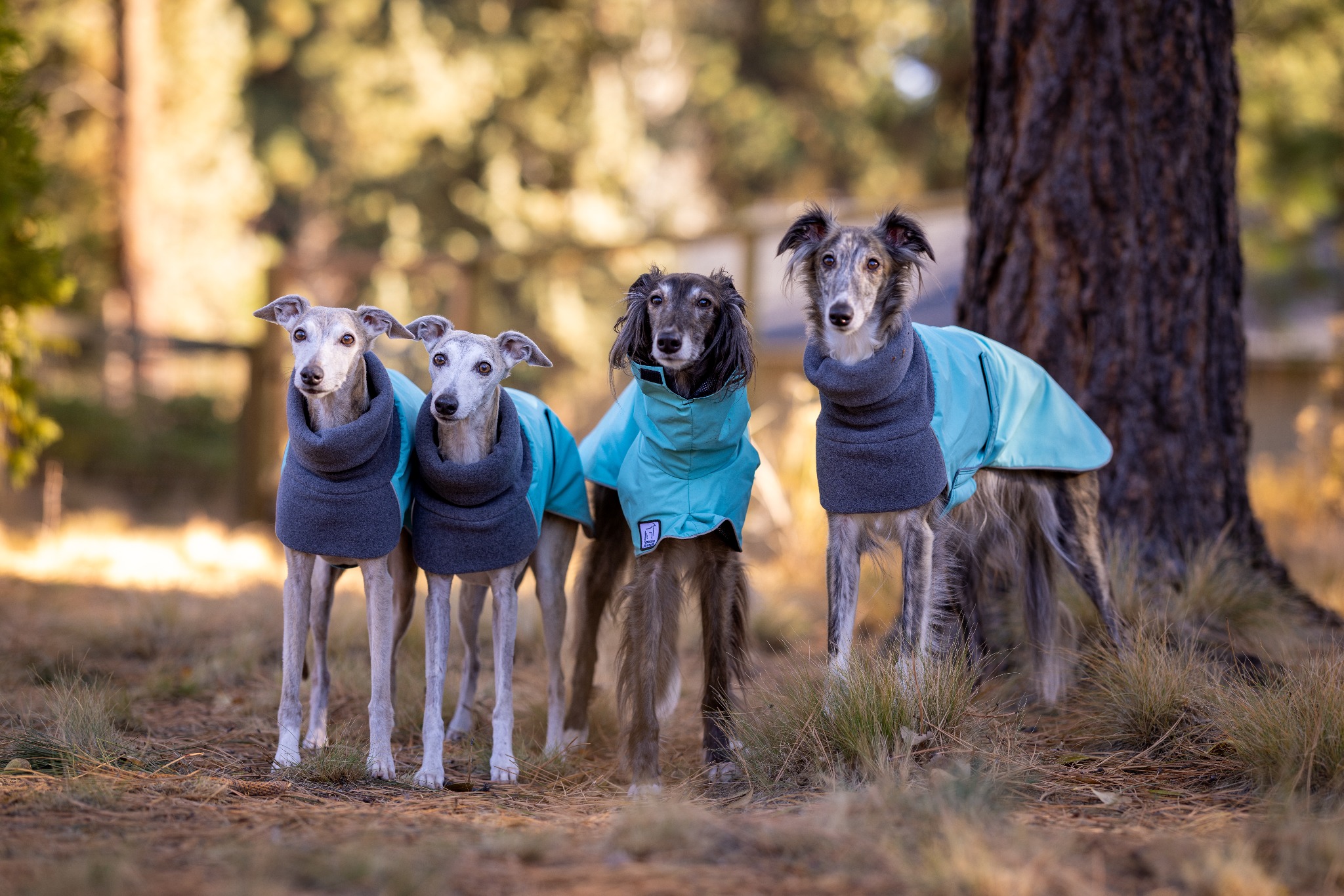 Voyagers K9 Apparel Facebook ad