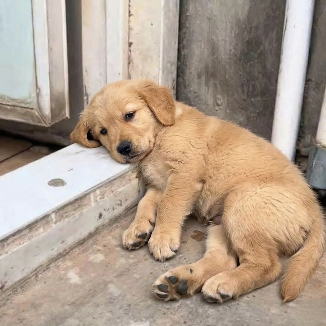 Healthy Dogs Insider Facebook ad: Read If You Love Your Dog