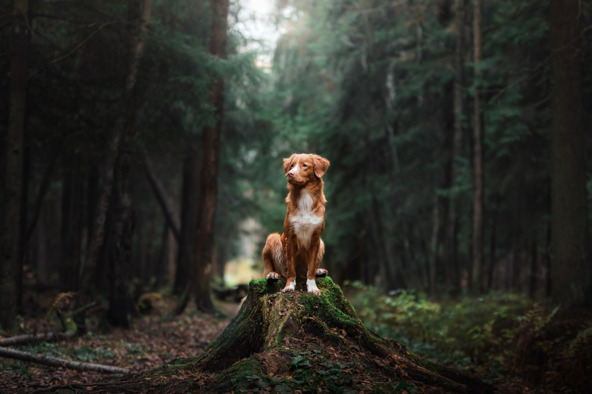 Back to Basics Raw Pet Food Facebook ad: Back to Basics Raw Pet Food Home - Back to Basics | Raw…