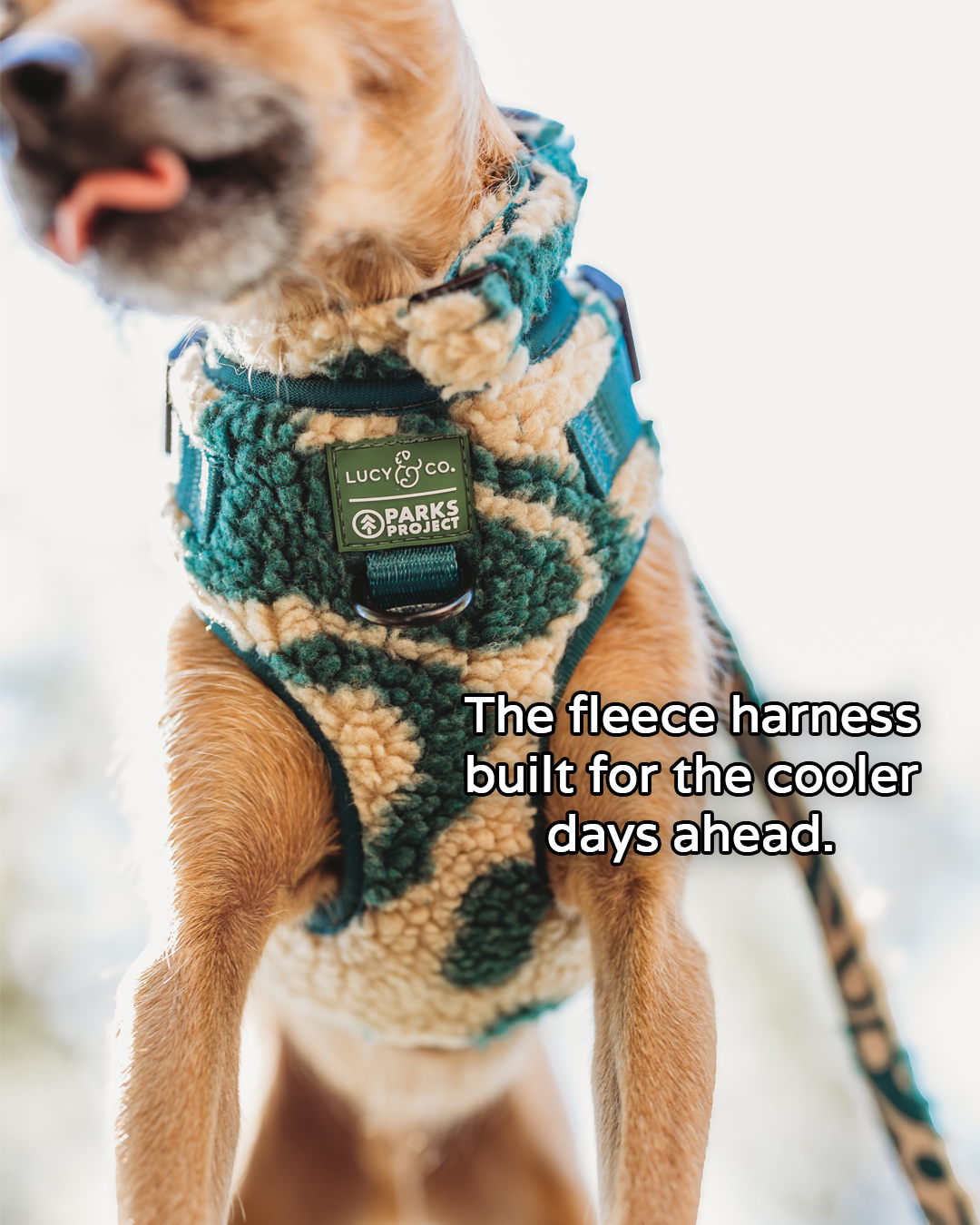 Lucy & Co. Facebook ad: The Fall Harness Built for Cool Walks Ahead