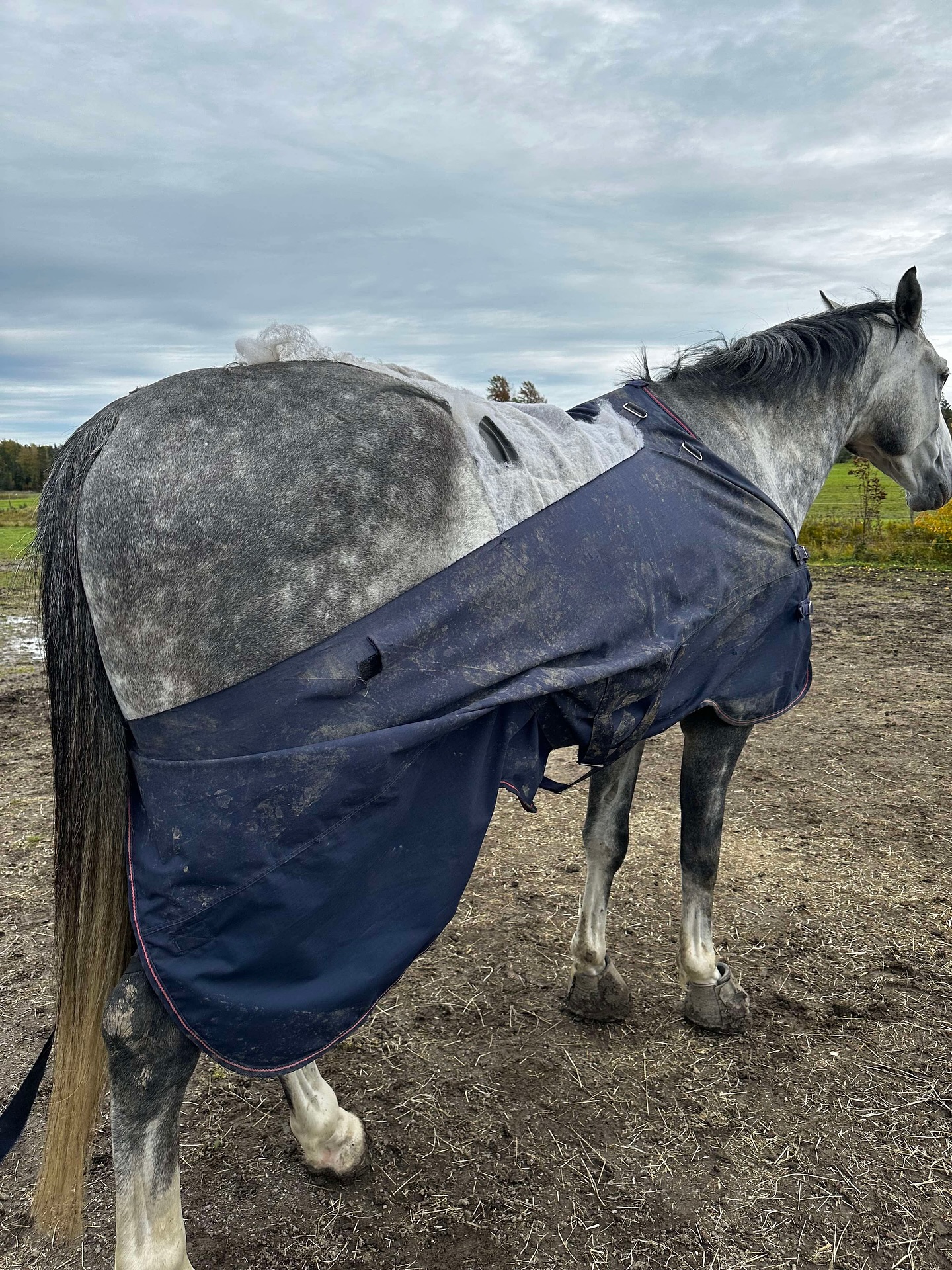 PonyPatch Facebook ad: The 72-Hour Rule Every Horse Owner Should Know