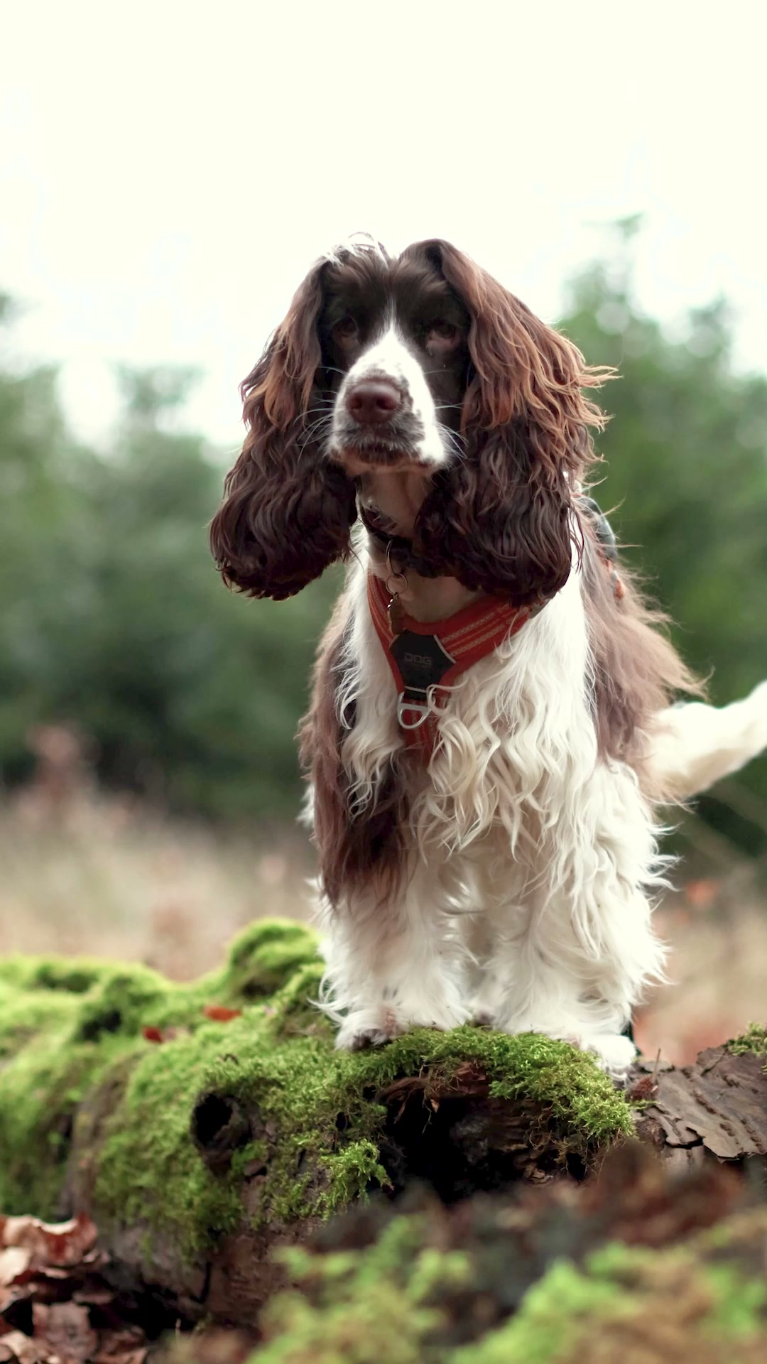 DOG Copenhagen Facebook ad: Find den rette sele til din hund