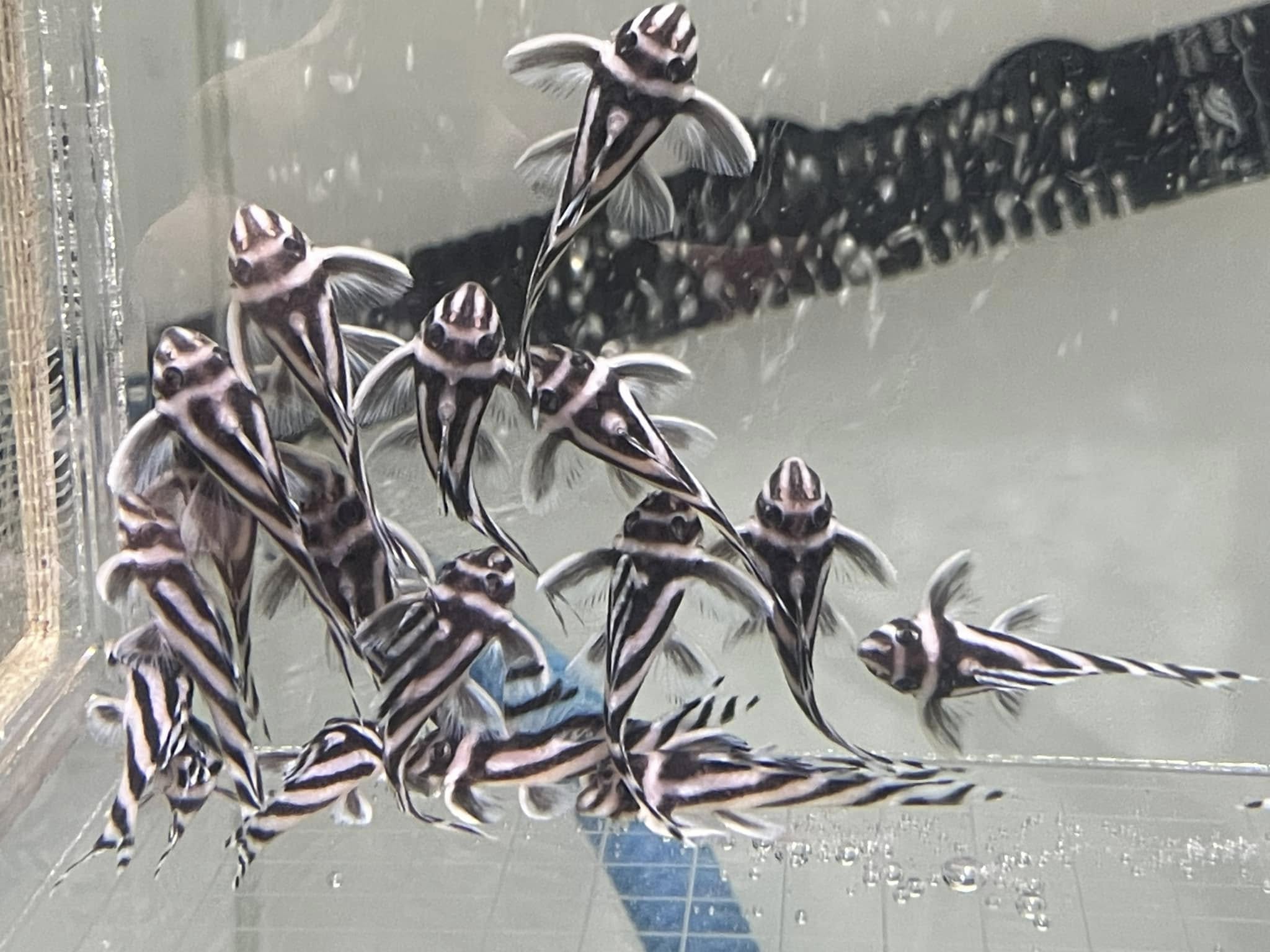 ปลาซัคเกอร์ - Ken Pleco Facebook ad: ปลาซัคเกอร์สวยงามหลากหลายชนิดที่เรามี