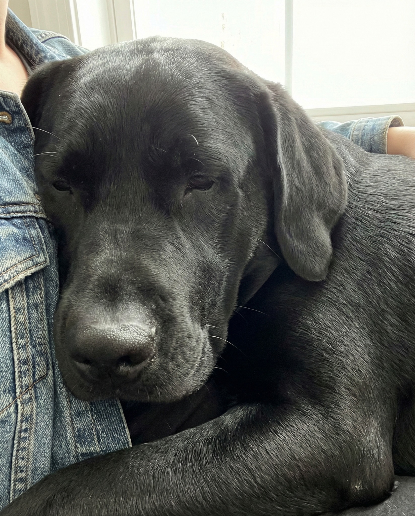 Dog Health Tips Facebook ad