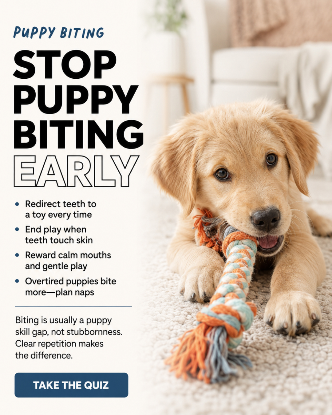 Ben Your Puppy Trainer Facebook ad