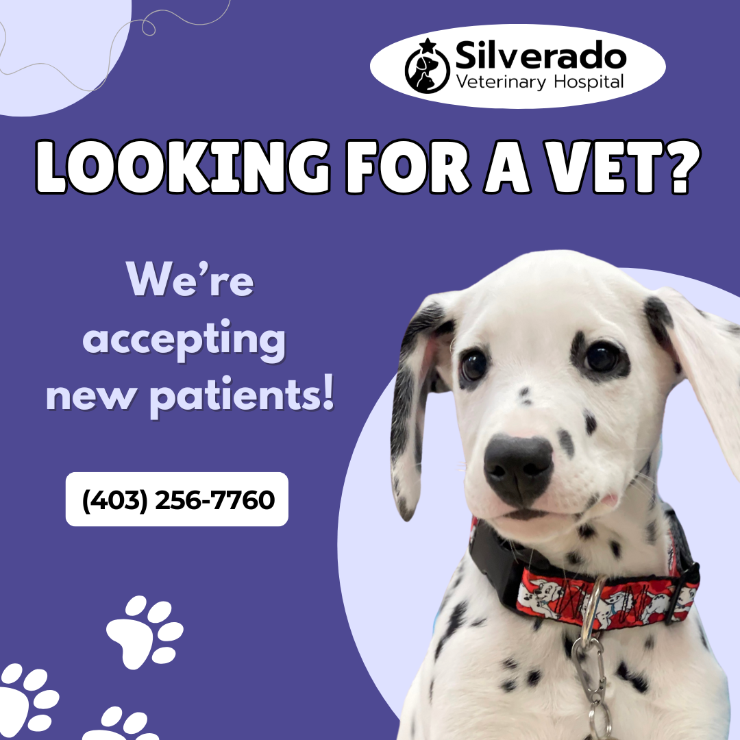 Silverado Veterinary Hospital Facebook ad from Jun 2, 2026