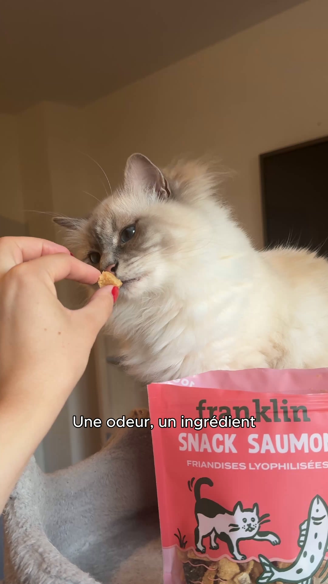 Franklin Pet Food Facebook ad: 100% Saumon. Et c'est tout.