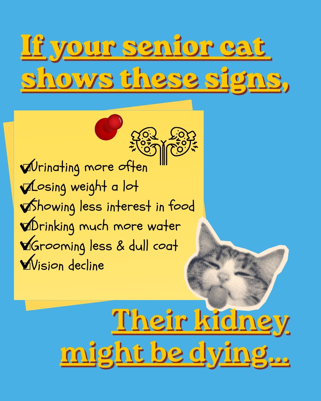 Fureeze Facebook ad: The Senior Cat Symptoms Most Owners Dismiss as Old Age