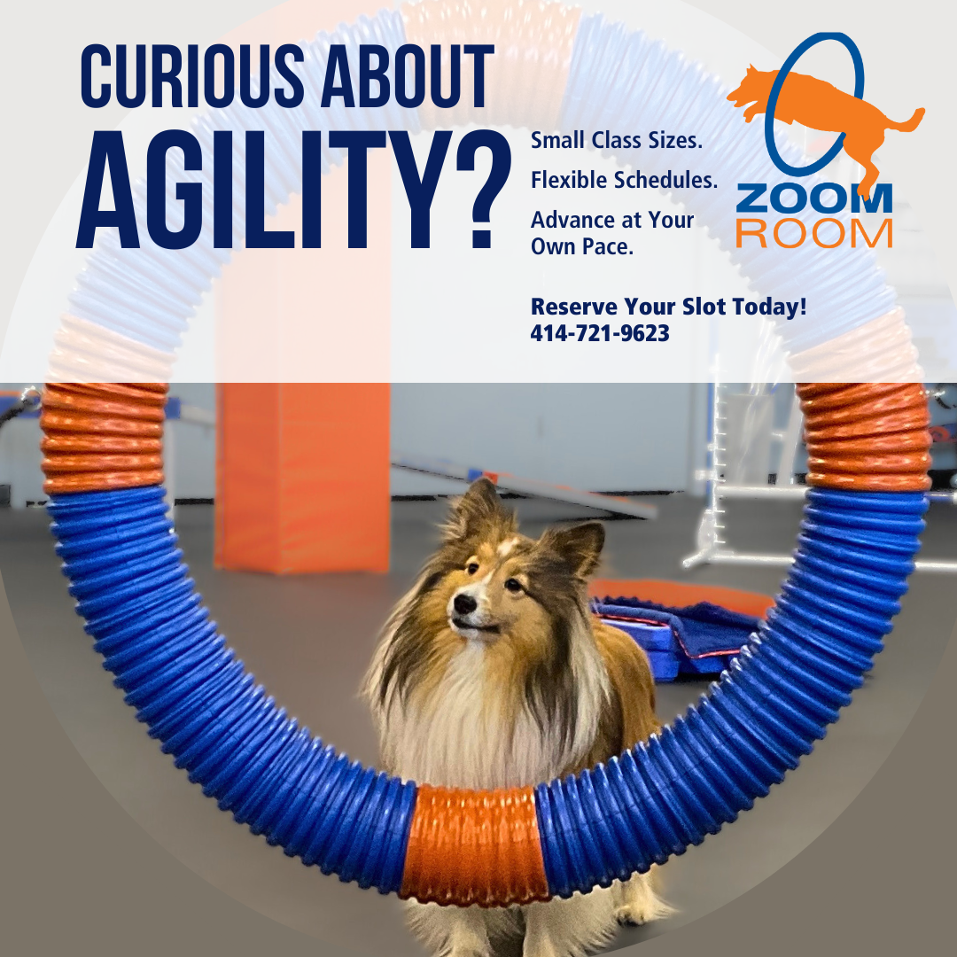 Zoom Room Dog Training Facebook ad