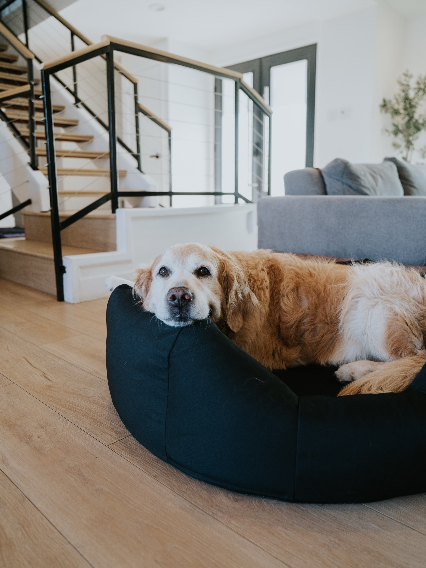 Black Lab Brands Facebook ad