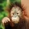 SABAH, Malaysian Borneo