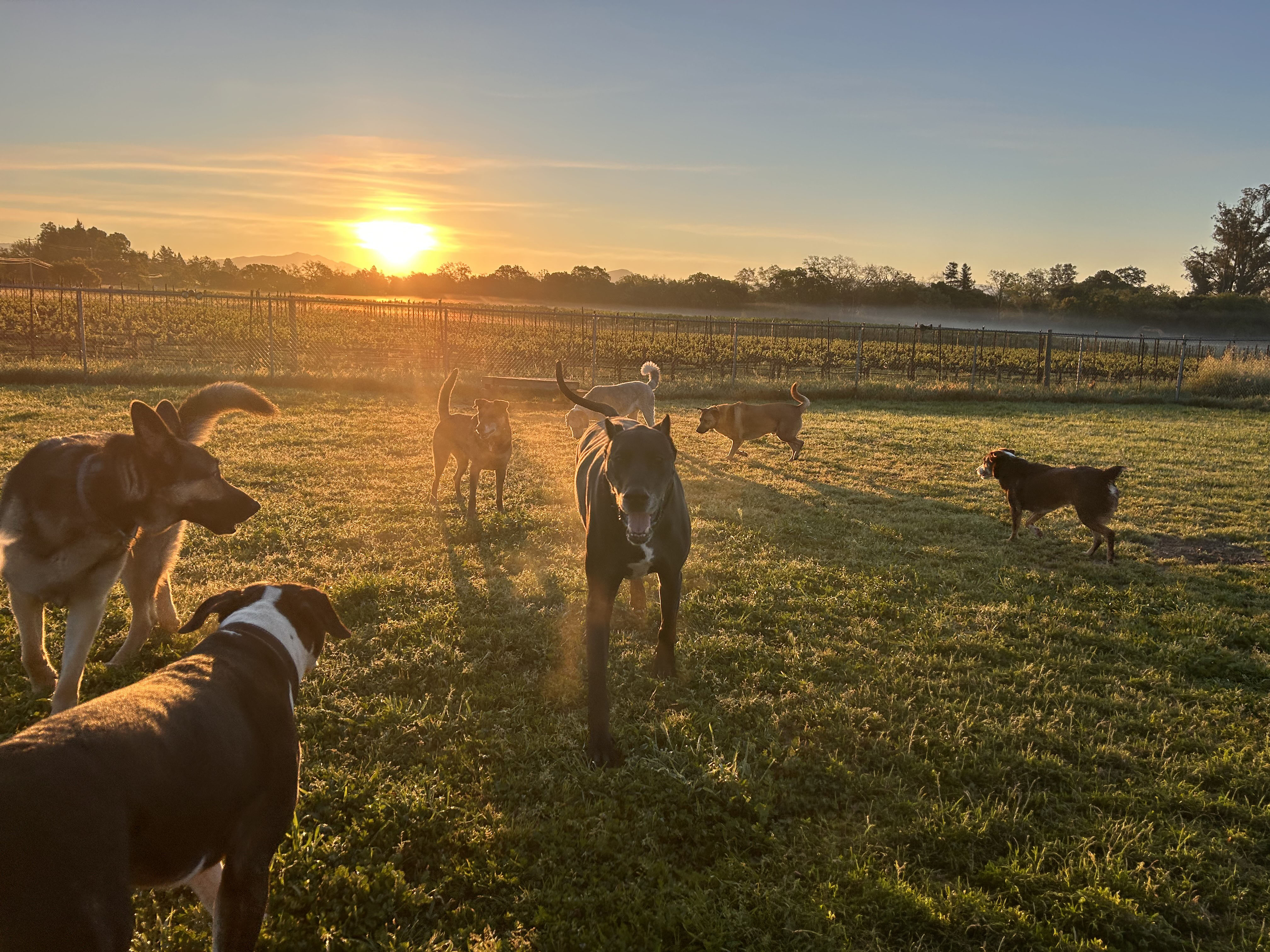 Four Paws Pet Ranch Facebook ad: Four Paws Pet Ranch provides award winning dog…