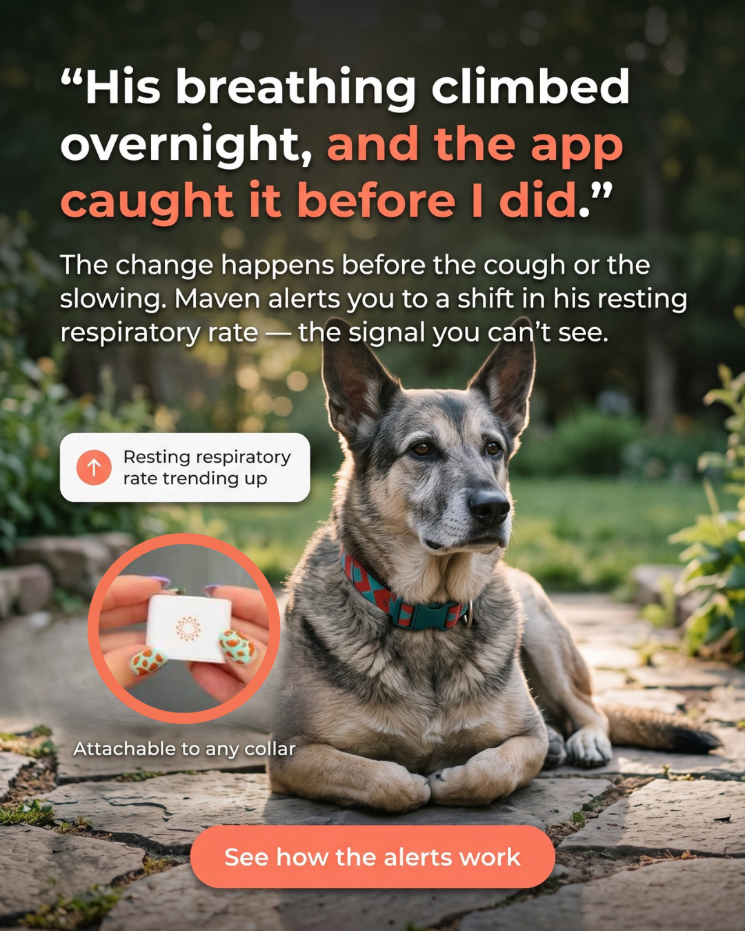 Maven Pet Facebook ad