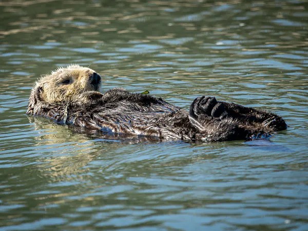 Monterey Bay Eco Tours Facebook ad: Elkhorn Slough Tour