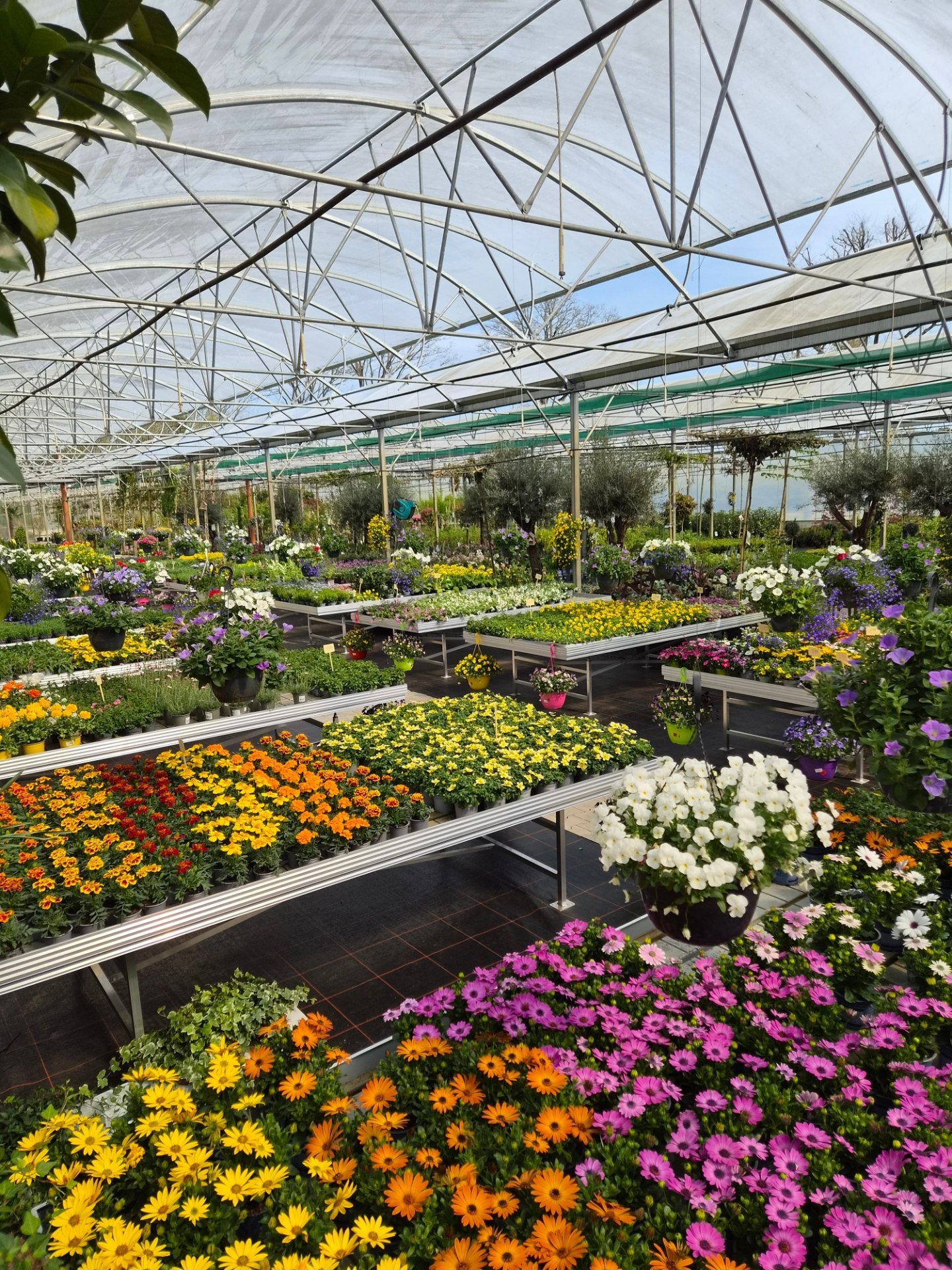 R.Wardenburg Gartenbau Facebook ad: Einkaufen direkt beim Gärtner in BAD ZWISCHENAHN!