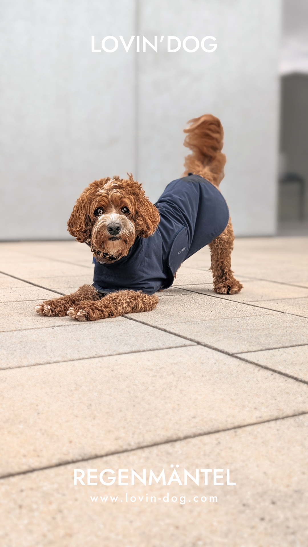 Lovin'dog Facebook ad