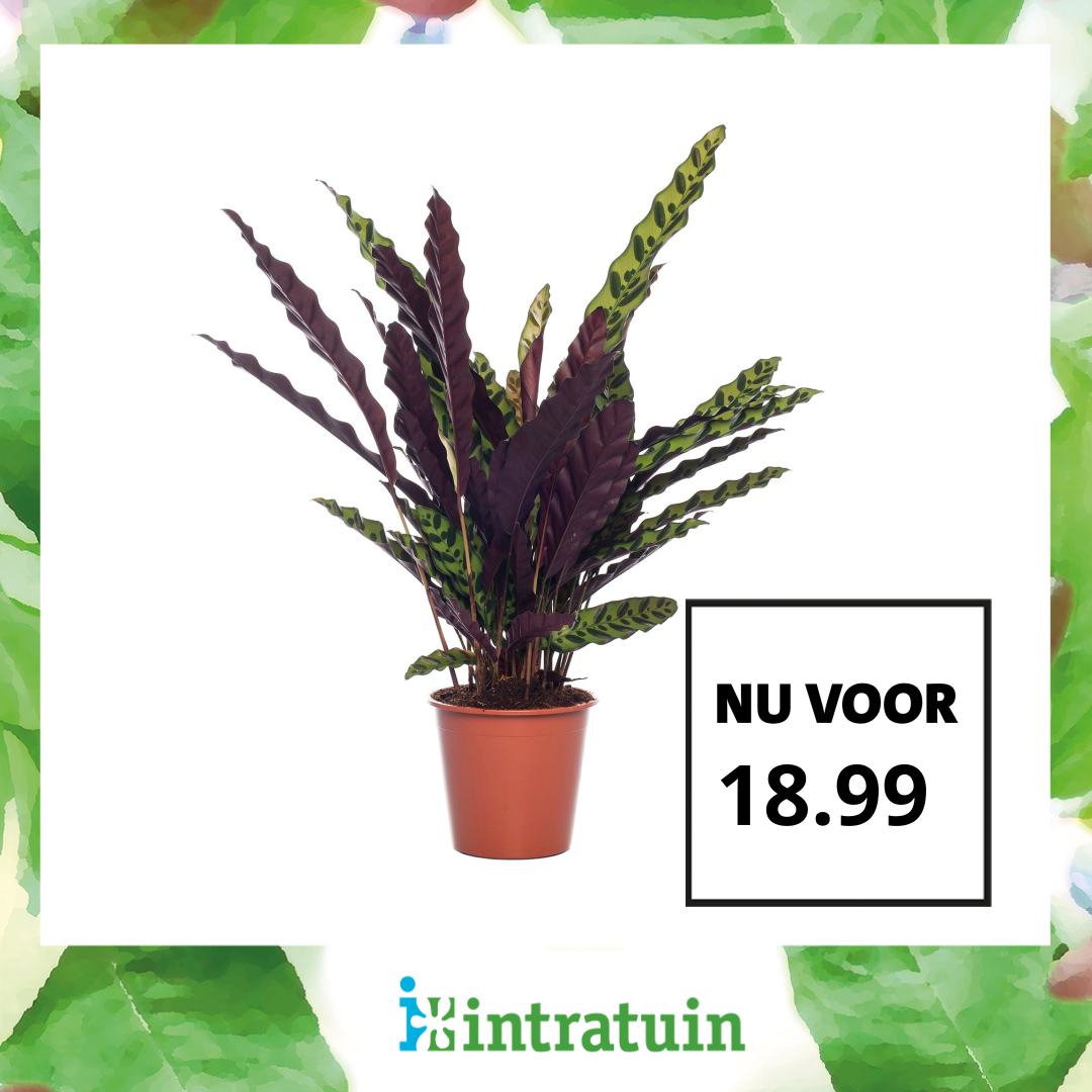 Intratuin Facebook ad