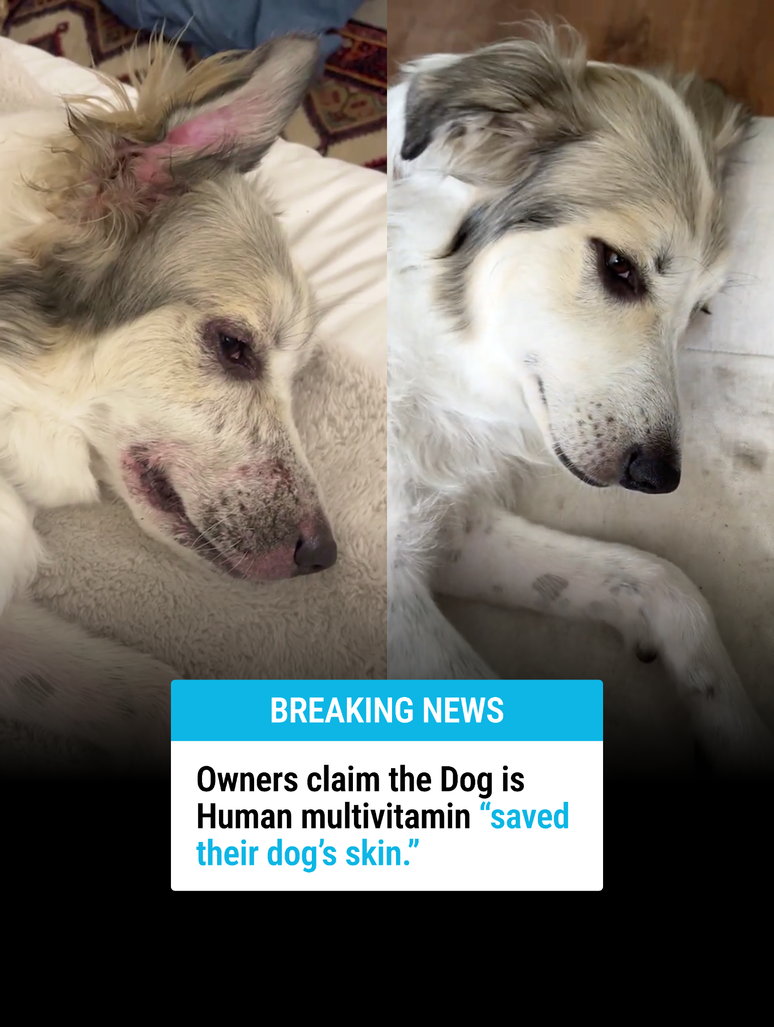 Dog is Human Facebook ad
