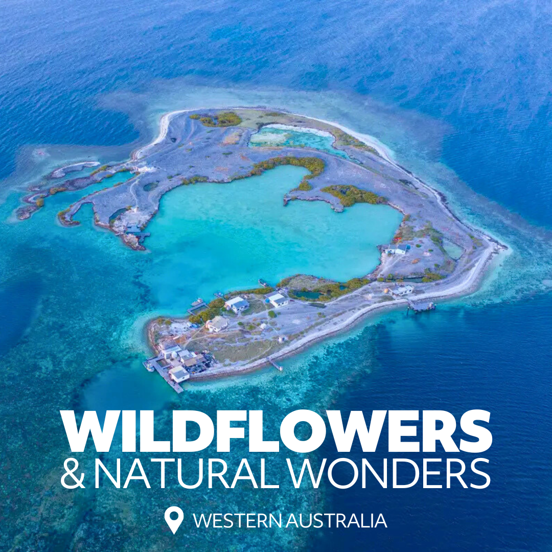 Australian Geographic Travel Facebook ad: Western Australia's Wildflowers