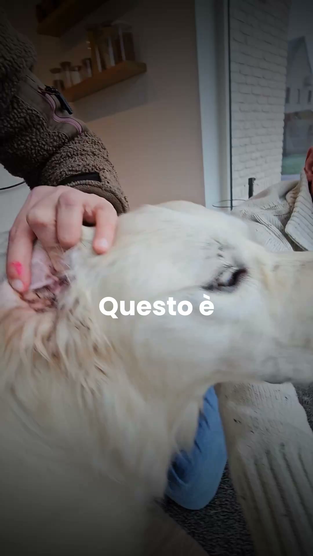 dogsuppy.it Facebook ad: Orecchie maleodoranti che continuano a ripresentarsi? Ecco…