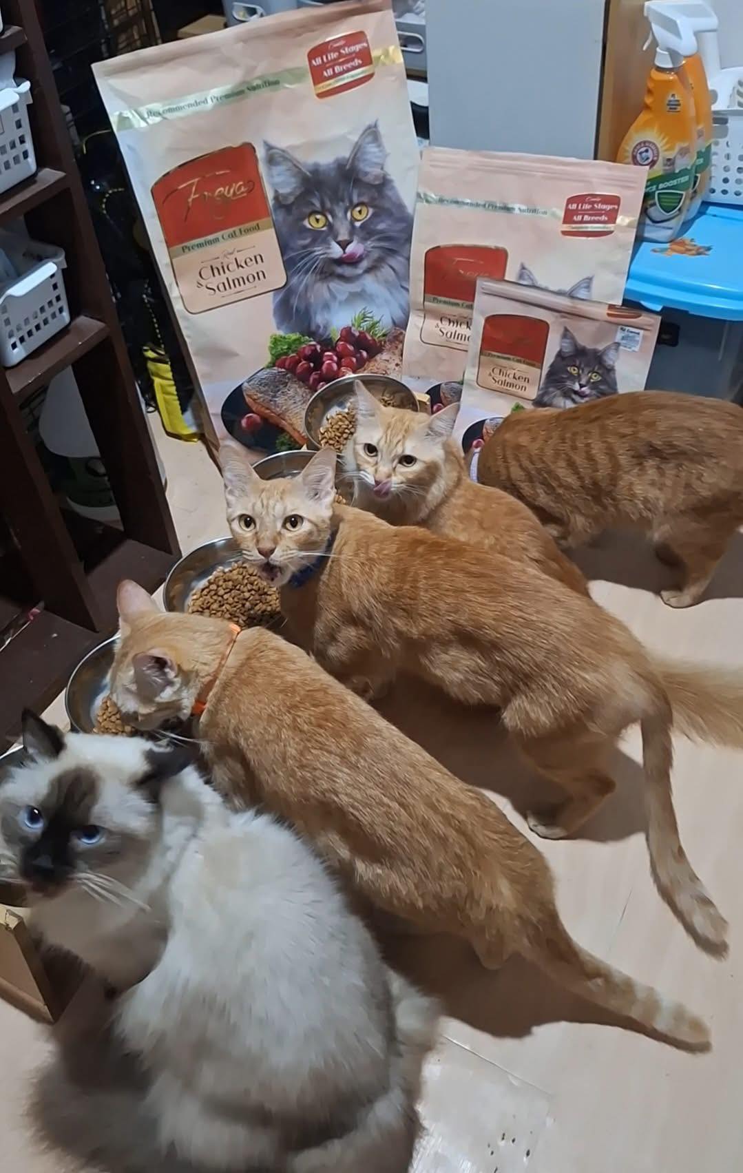 Same Day Pet Products Nuvali Facebook ad
