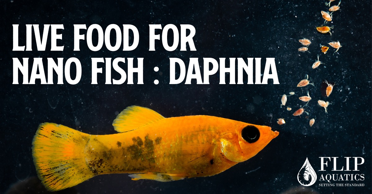 Flip Aquatics Facebook ad