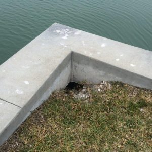 Olshan Foundation Repair Facebook ad: Stop Soil Erosion. Try Bulkhead Repair