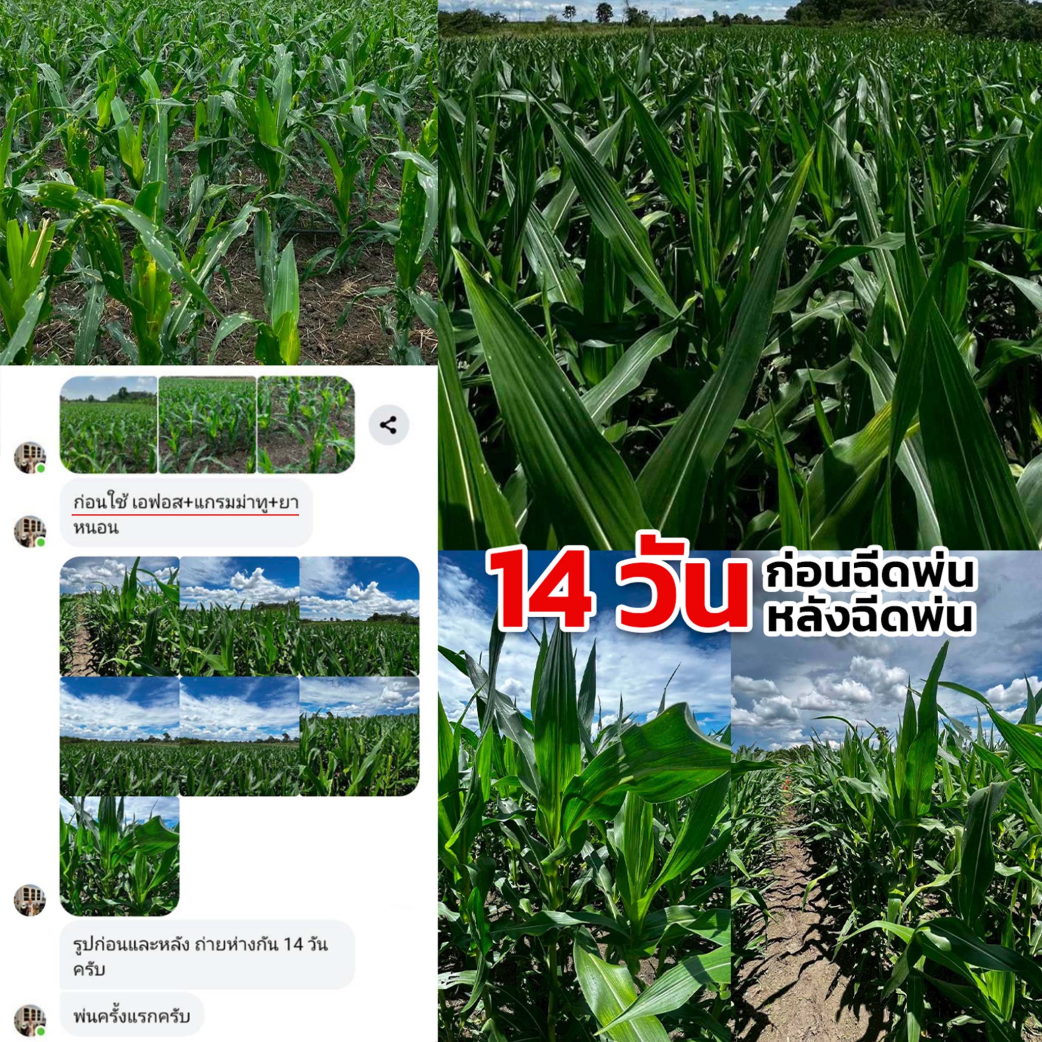 เอฟอช เพื่อการเกษตร-เพจบริษัท Facebook ad: สั่งด่วนโทร: 063-8061188